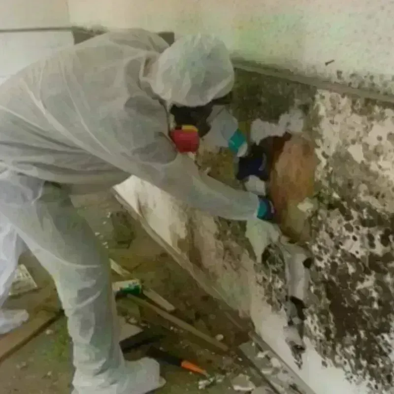 Mold Remediation and Removal in Buford, GA